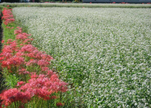 秋には蕎麦の花が咲きます